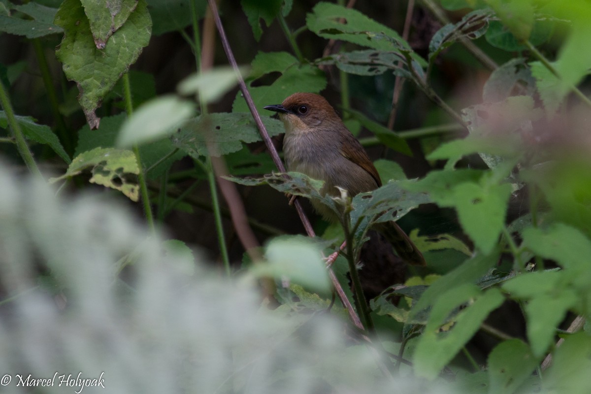 Chubb's Cisticola - Marcel Holyoak