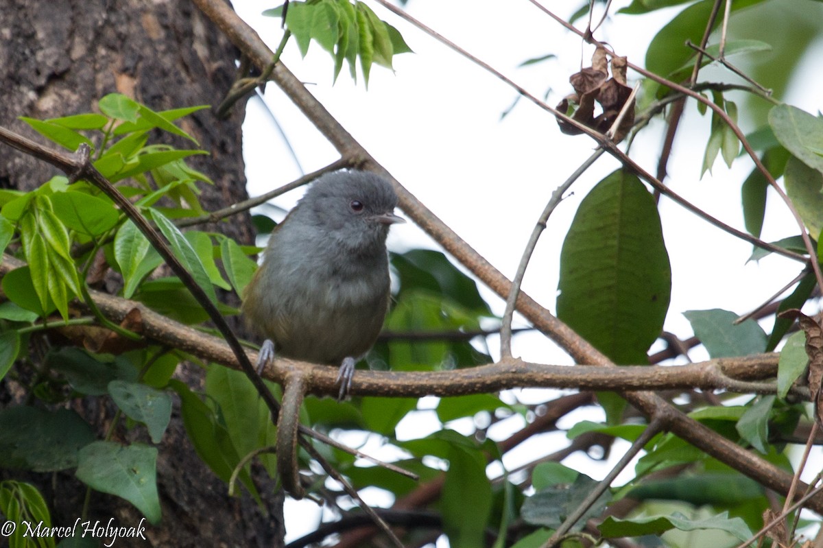 African Hill Babbler - Marcel Holyoak