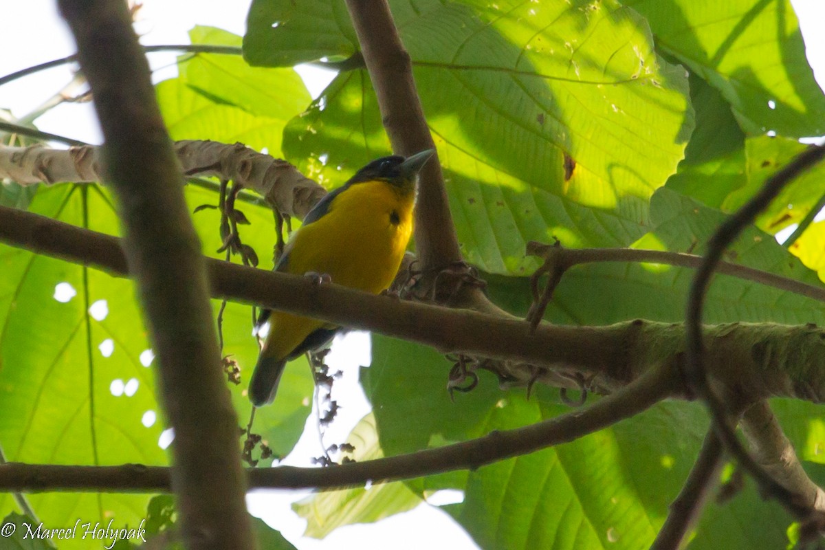 Tejedor Bicolor - ML531273221