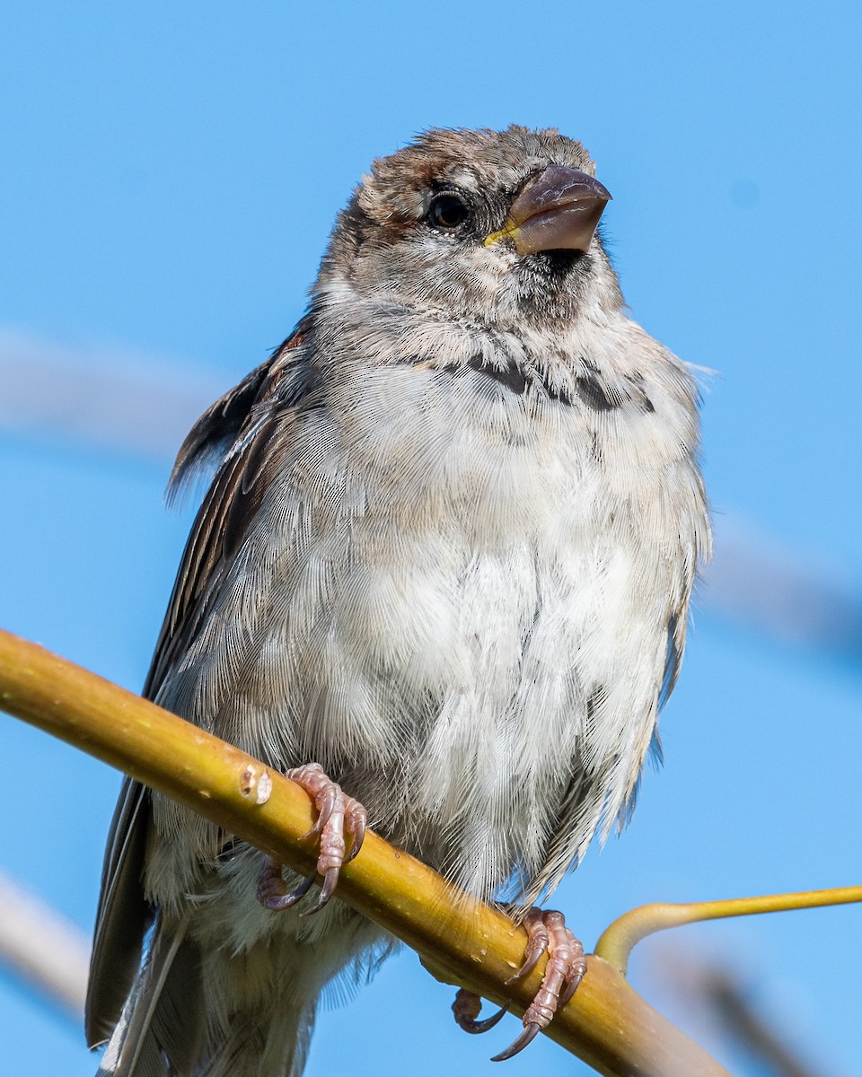 Moineau domestique - ML531273591