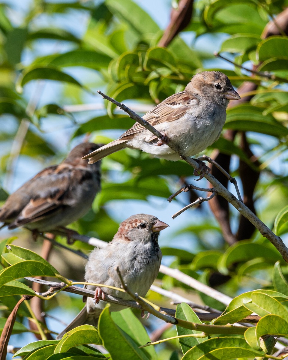 Moineau domestique - ML531273631