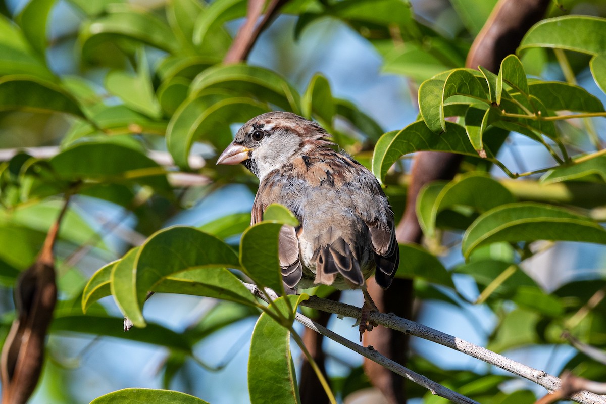 House Sparrow - ML531273681