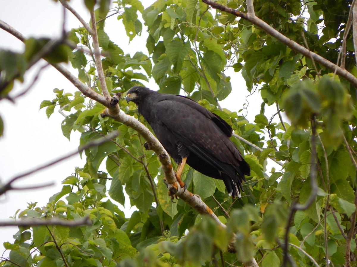 Great Black Hawk - Aquiles Brinco