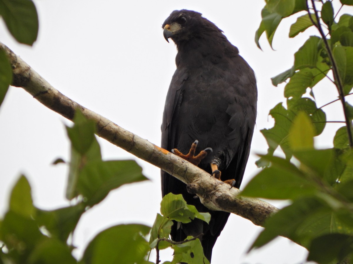 Great Black Hawk - Aquiles Brinco