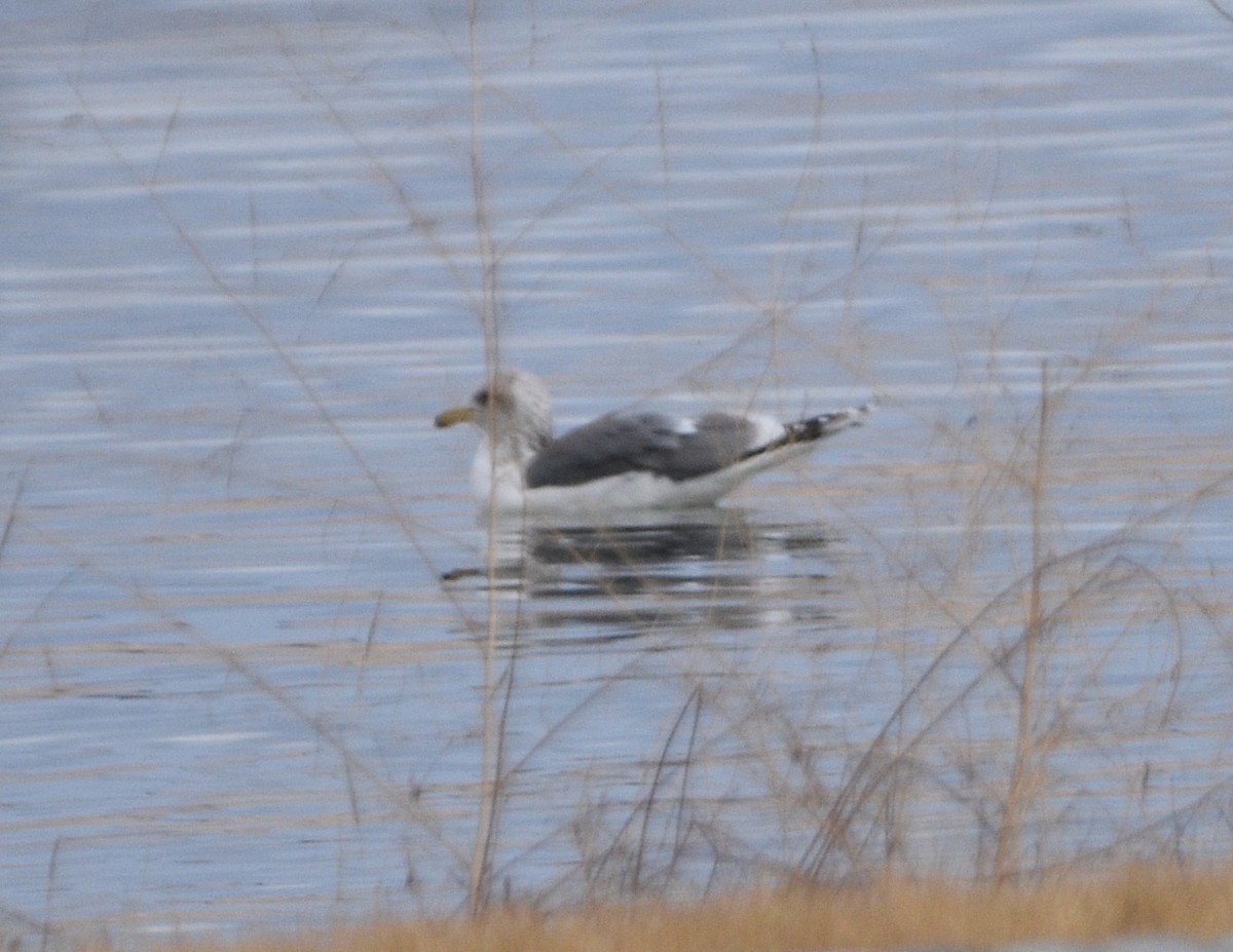 California Gull - ML531277011