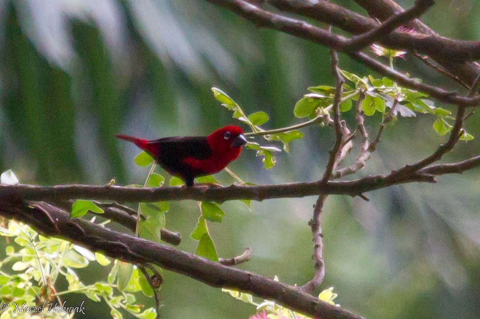 Black-bellied Seedcracker - ML531277591