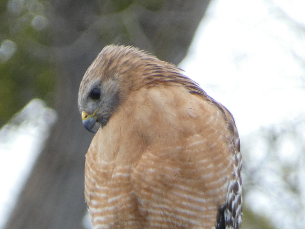 Red-shouldered Hawk - ML531277701