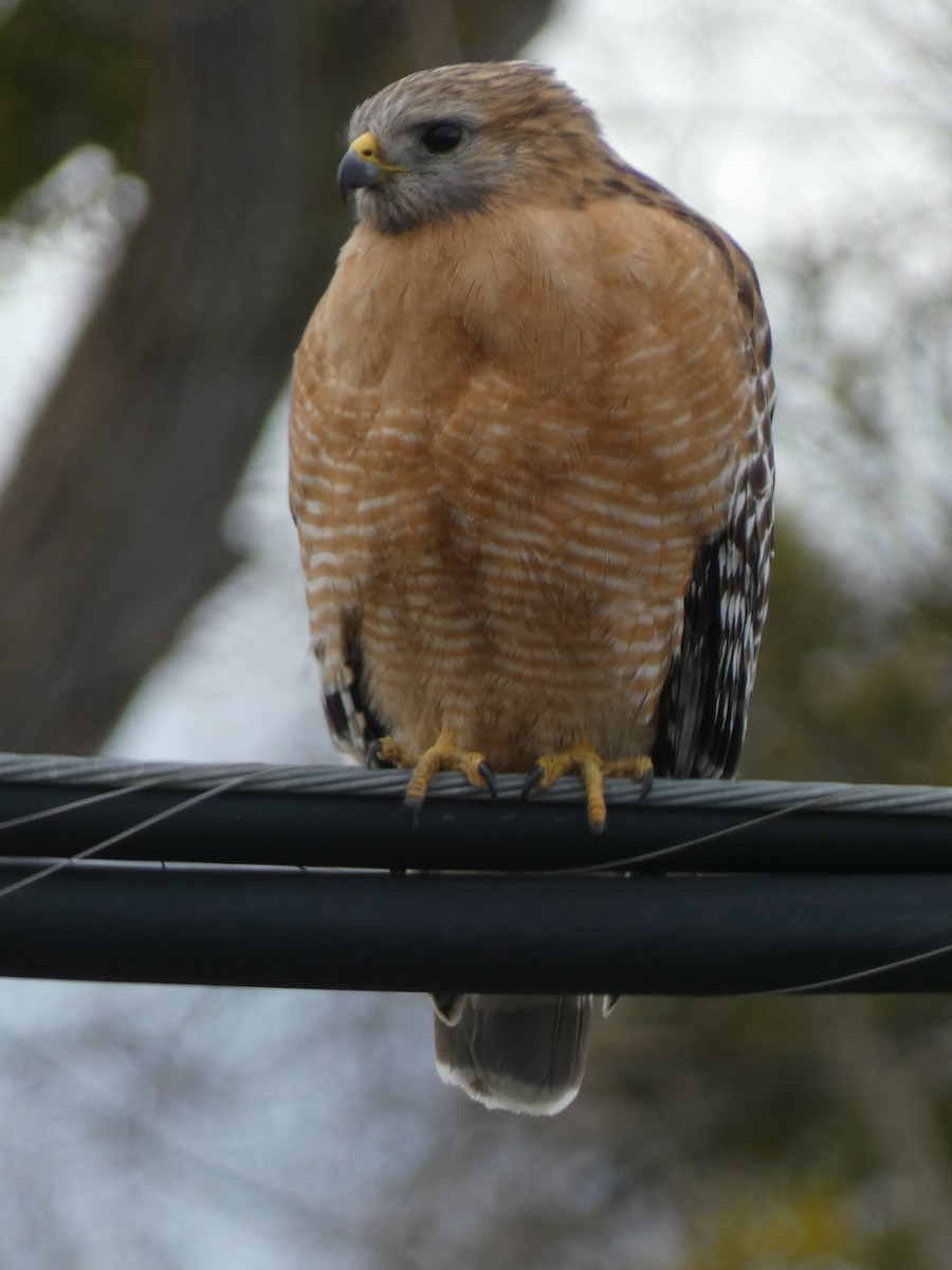 Red-shouldered Hawk - ML531277711