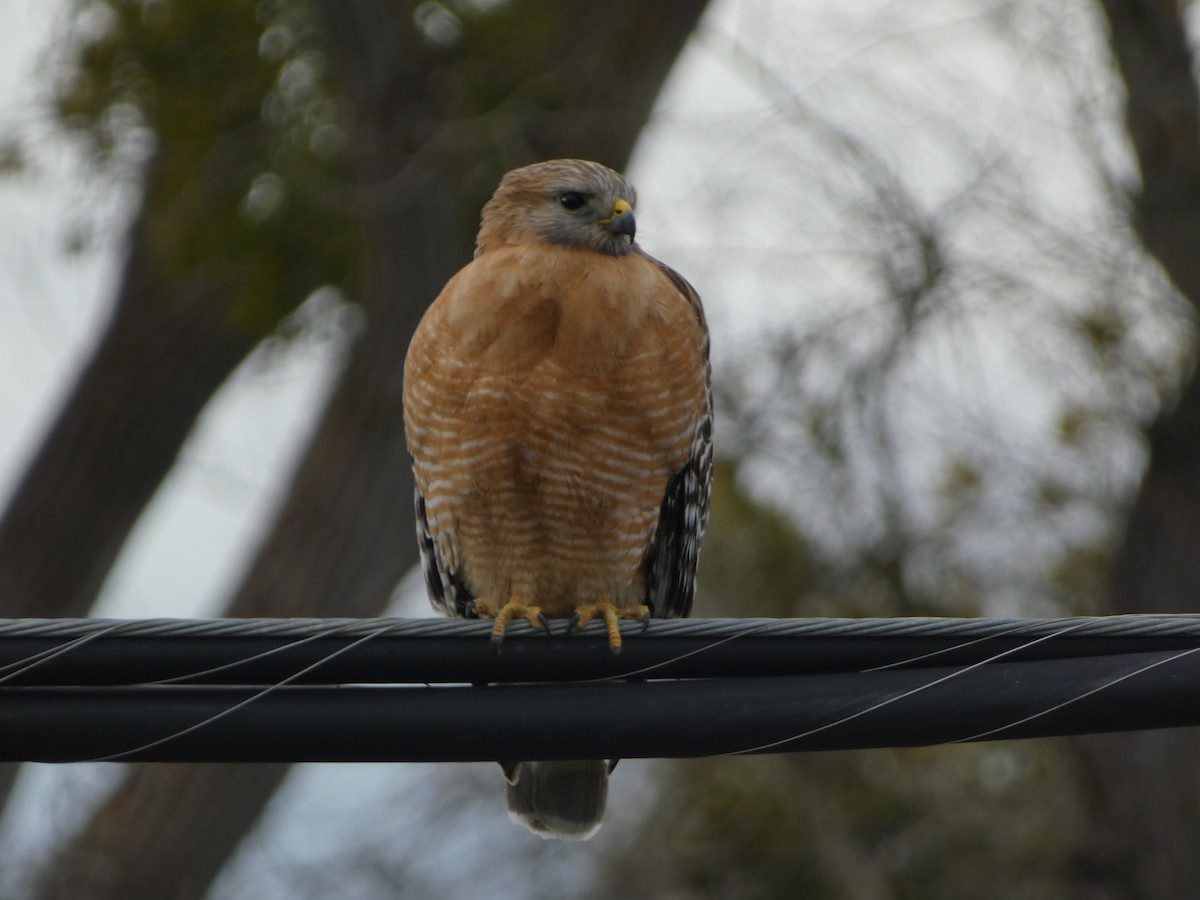 Red-shouldered Hawk - ML531277731