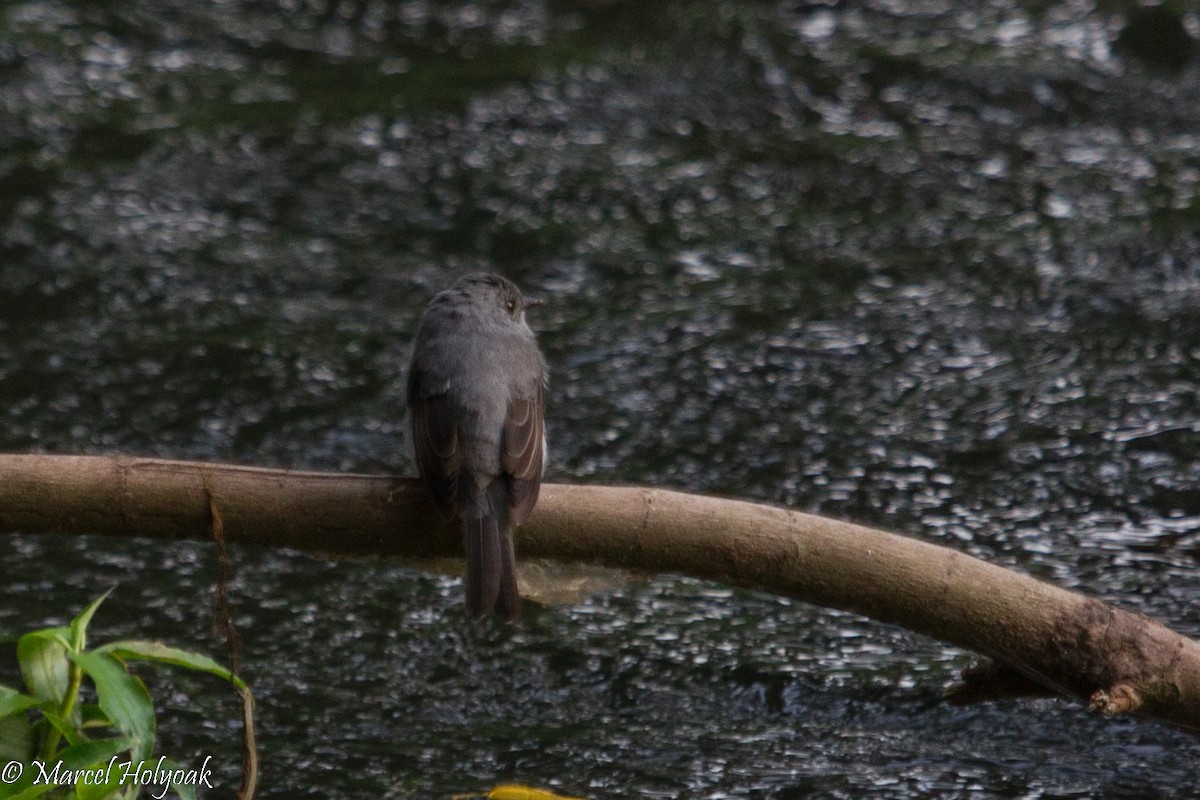 Водяная мухоловка - ML531277791