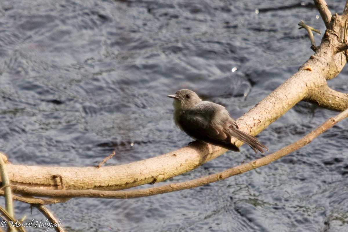 Cassin's Flycatcher - ML531277901