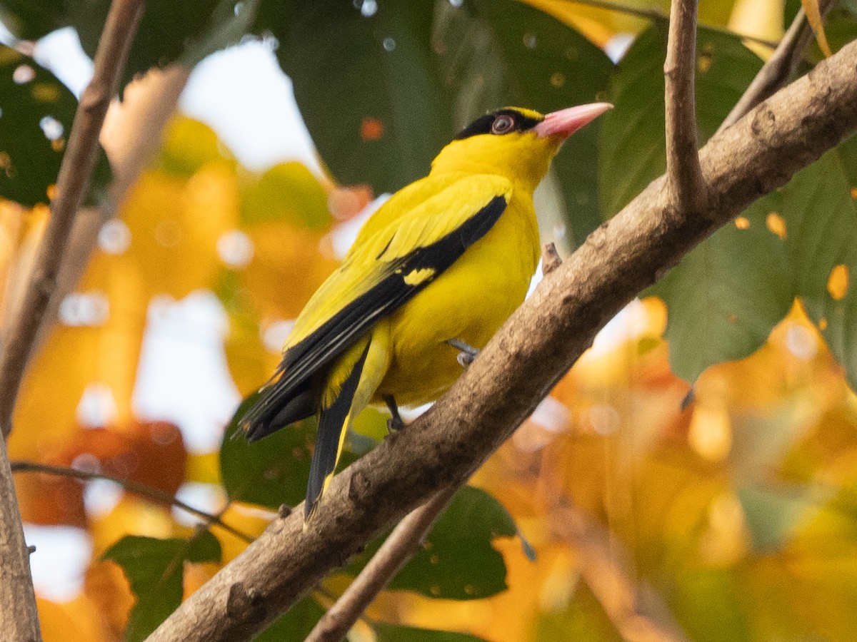 Black-naped Oriole - ML531278121