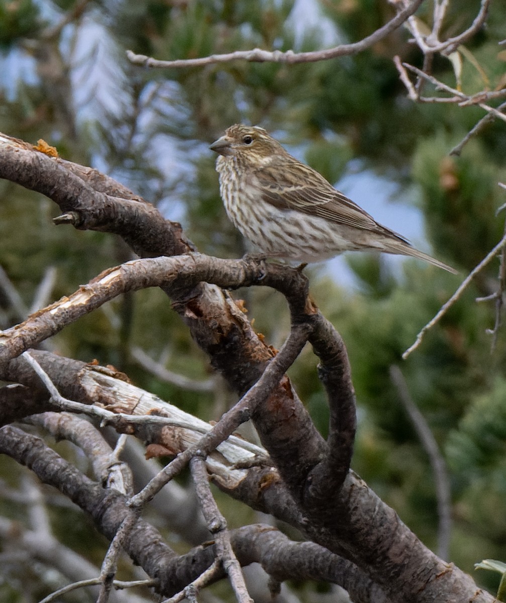 Cassin's Finch - ML531278201