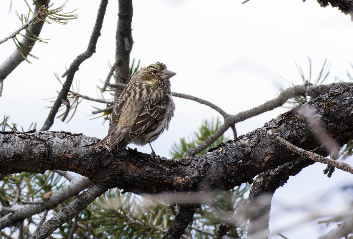 Cassin's Finch - ML531278211