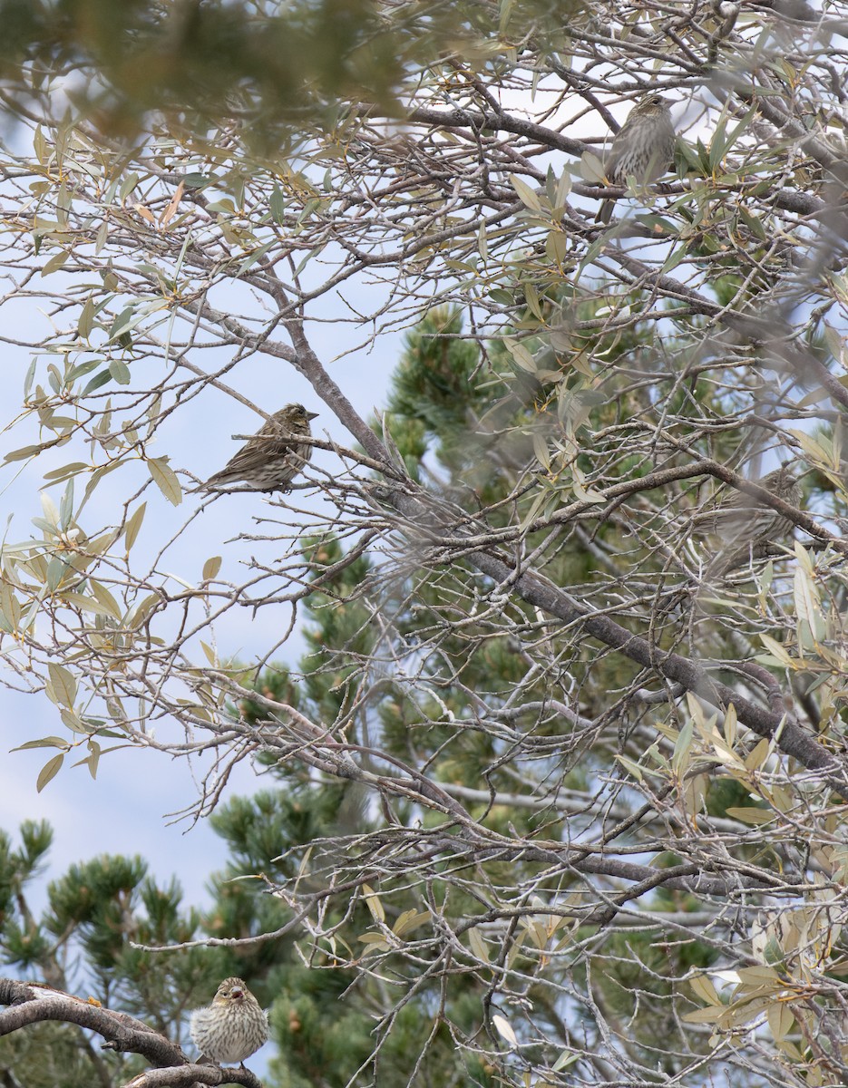 Cassin's Finch - ML531278221