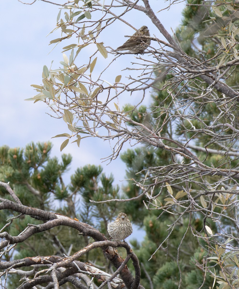 Cassin's Finch - ML531278231