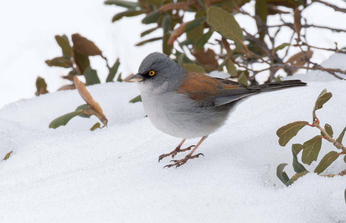 Yellow-eyed Junco - ML531278301
