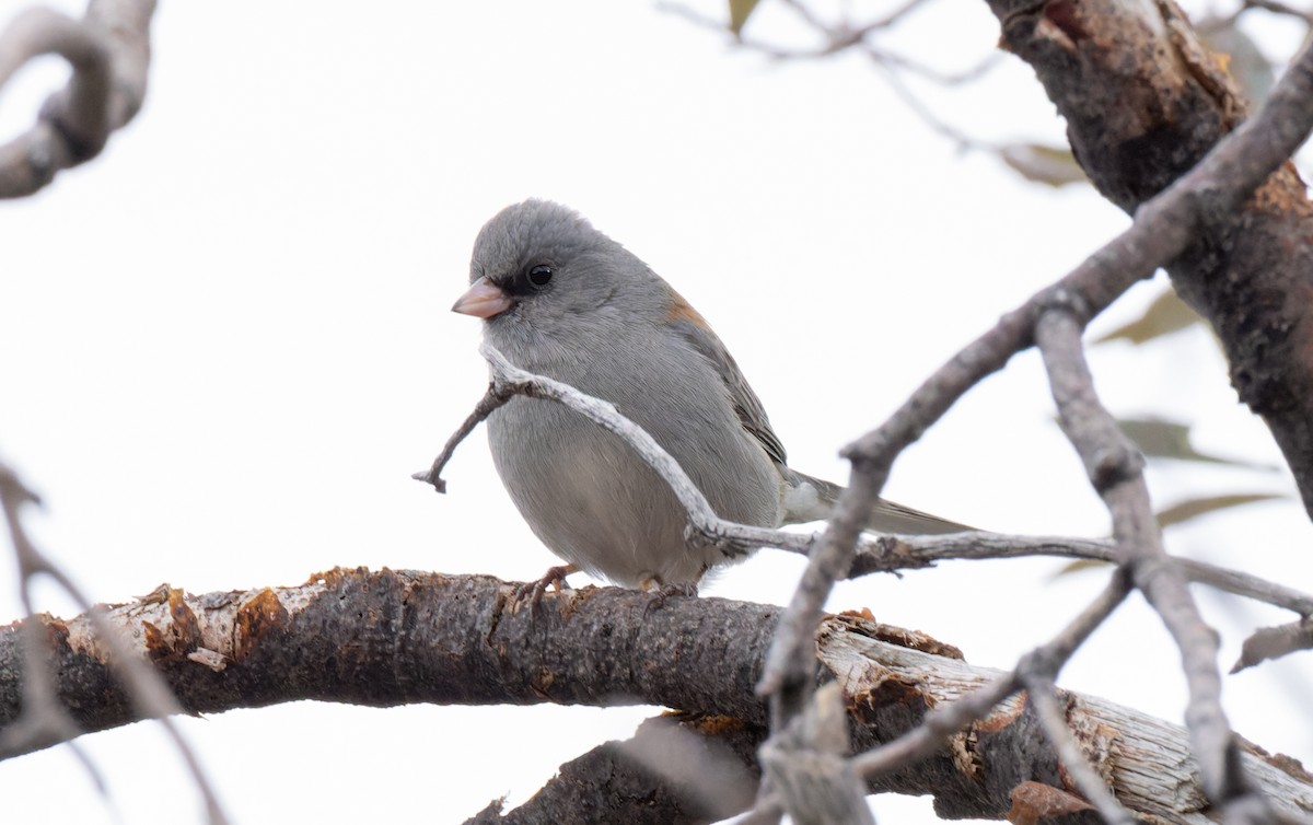 Dark-eyed Junco (Gray-headed) - ML531278371