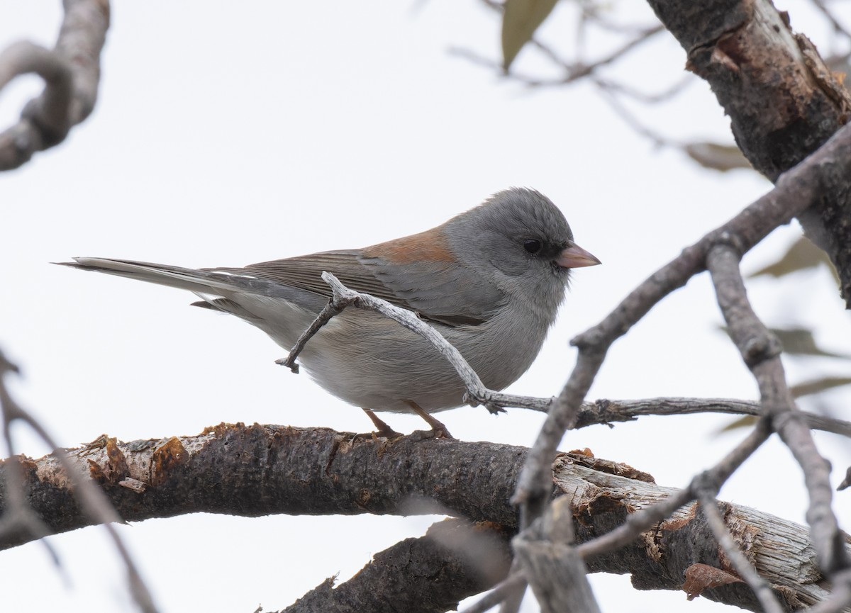 Dark-eyed Junco (Gray-headed) - ML531278381