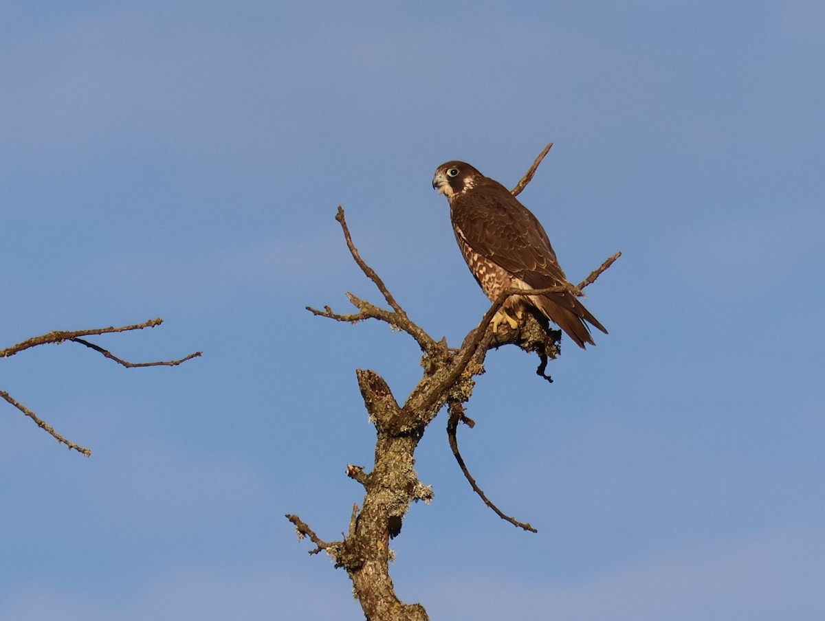 Halcón Peregrino - ML531278951