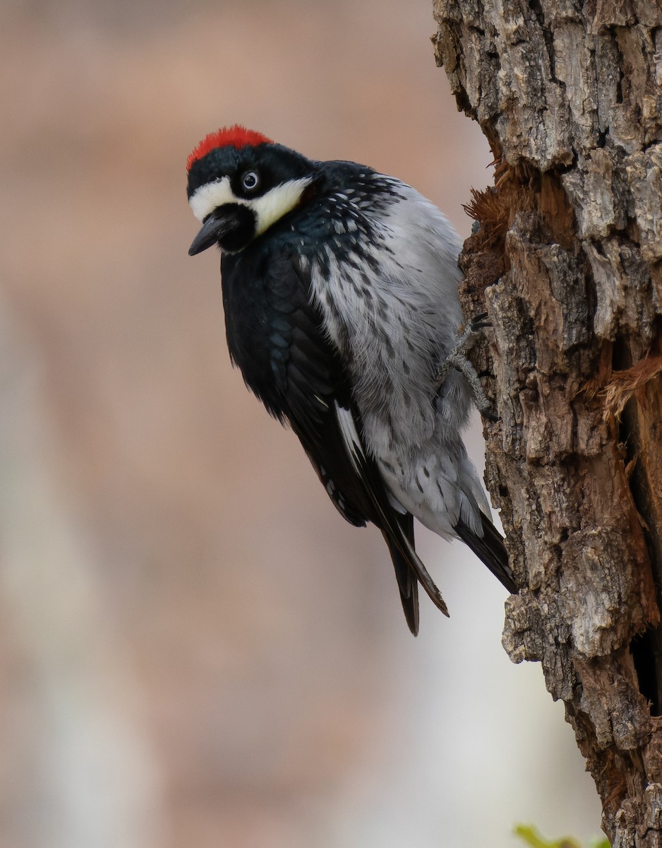 Acorn Woodpecker - ML531279381