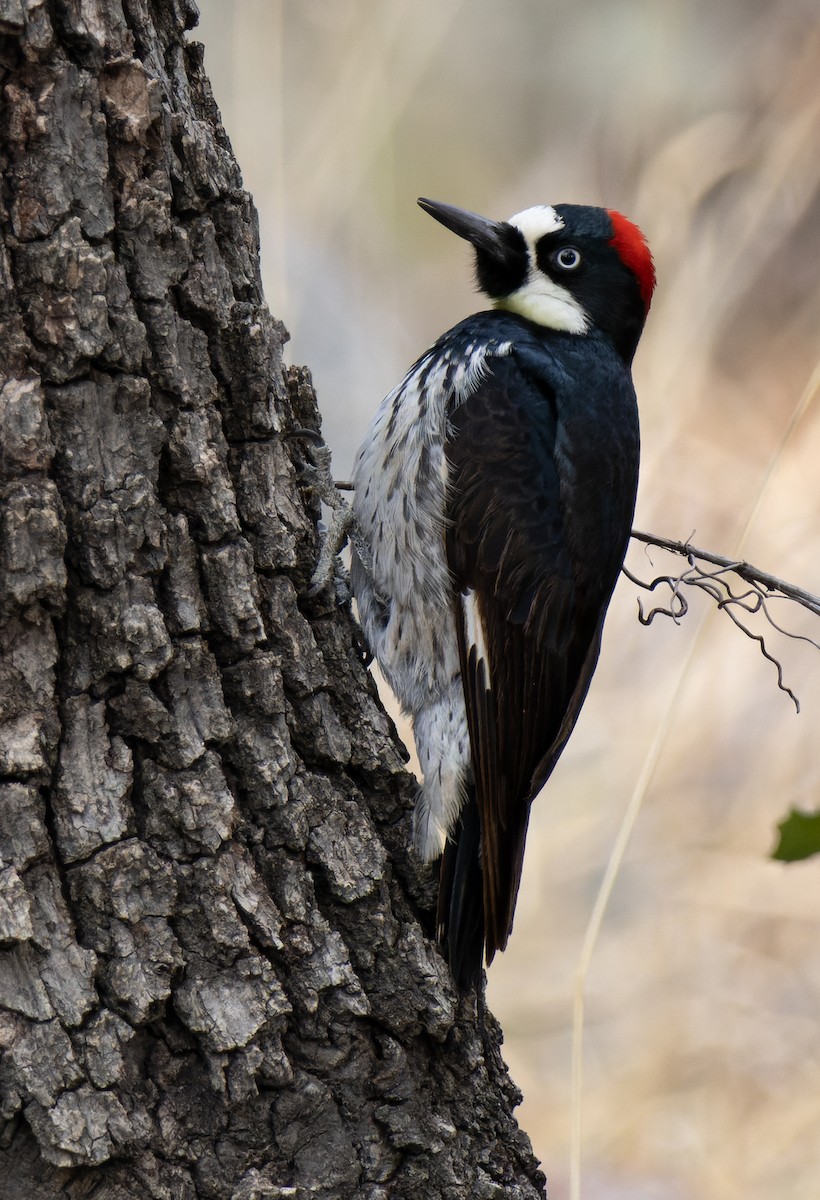Acorn Woodpecker - ML531279391