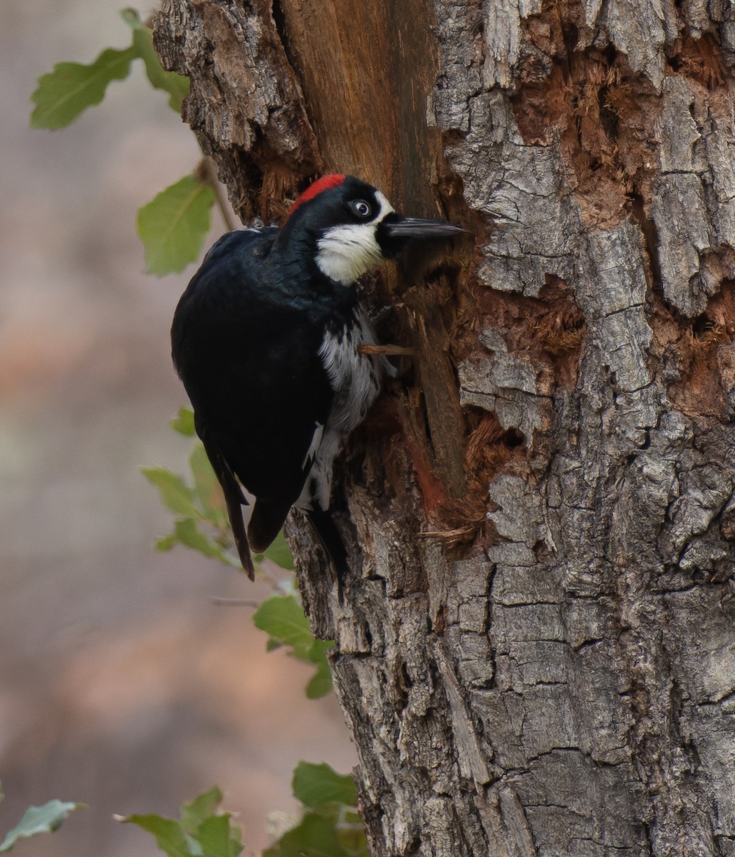 Acorn Woodpecker - ML531279431