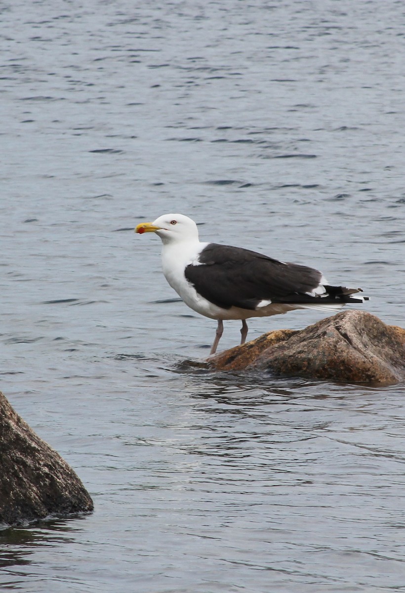 Great Black-backed Gull - Mark Nale