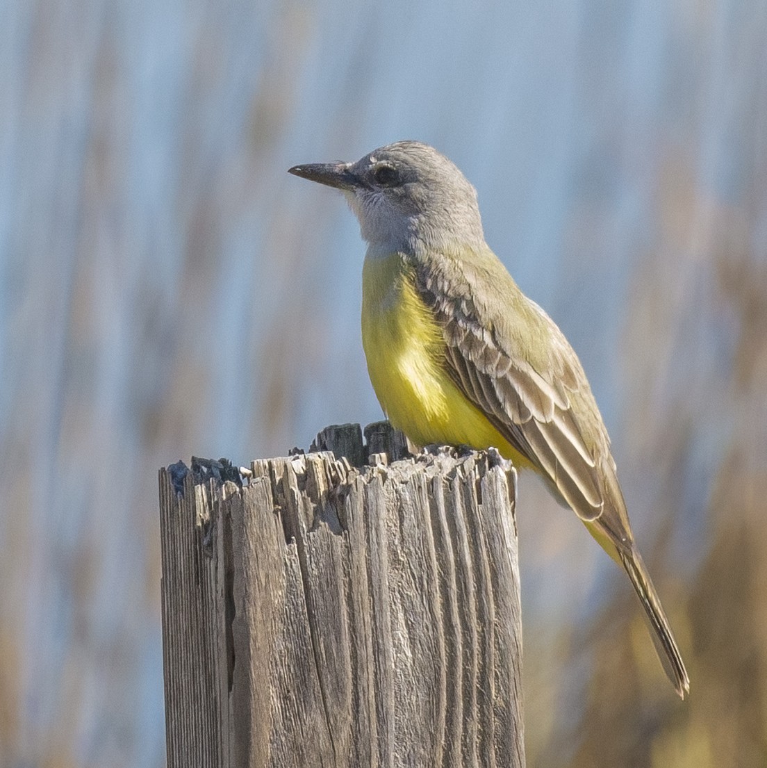 Tropical Kingbird - ML531281761