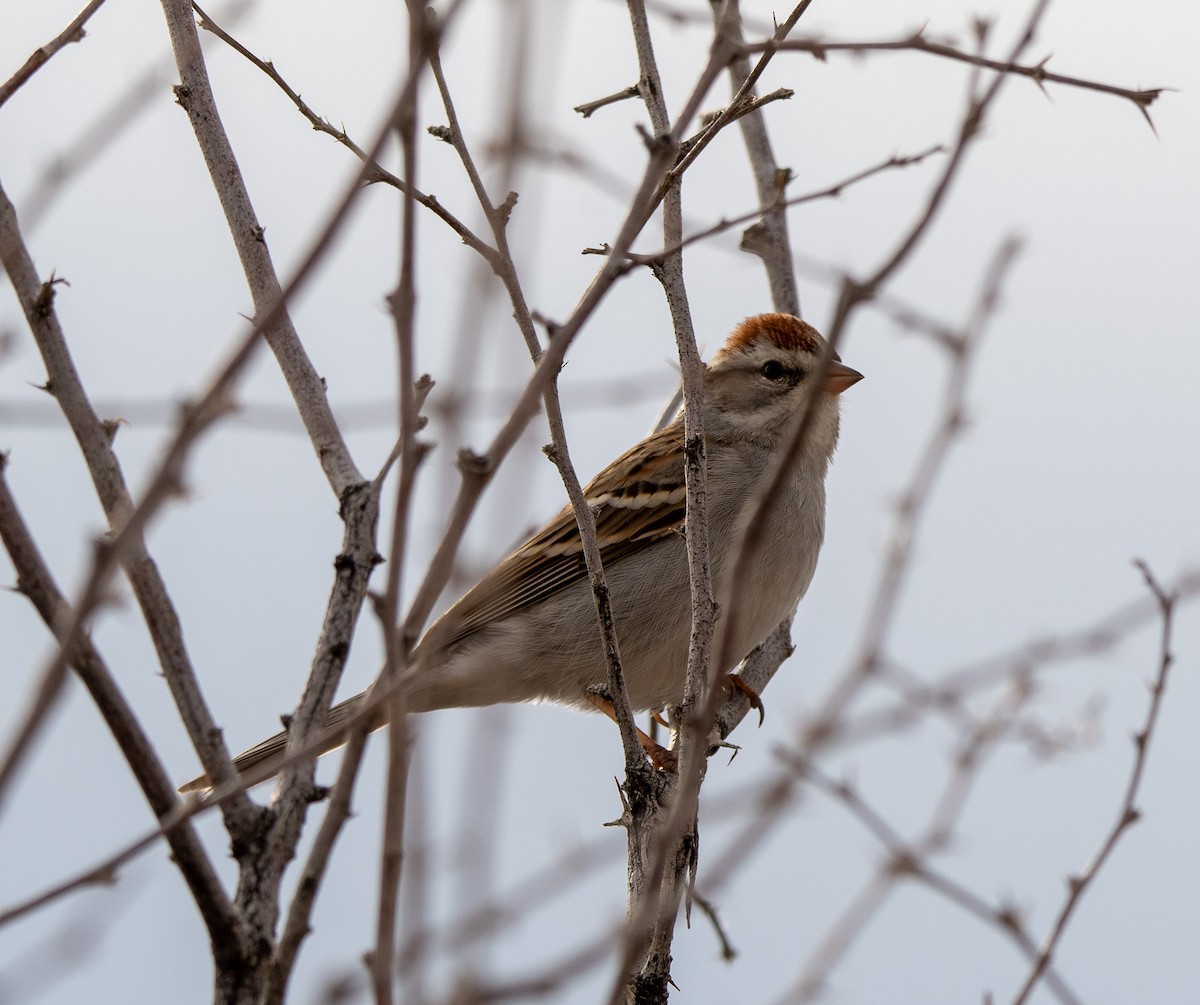 Chipping Sparrow - ML531282021