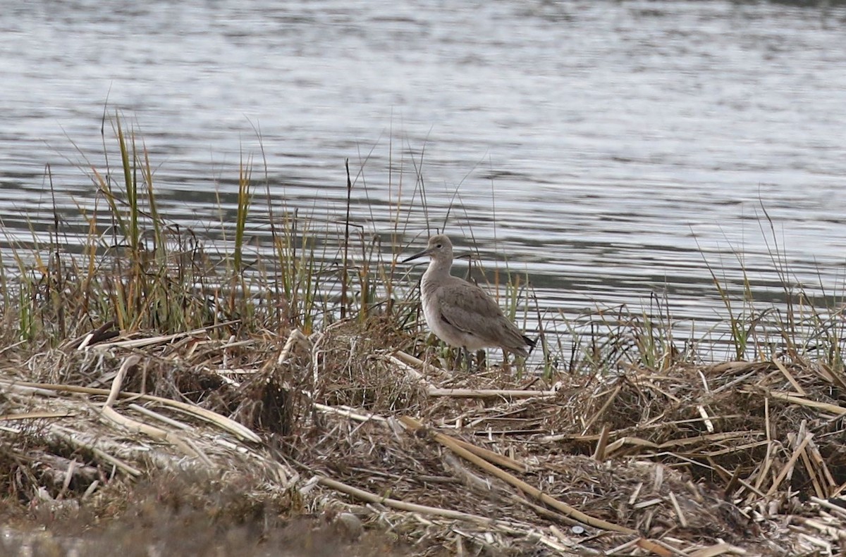 Willet - Mary Backus