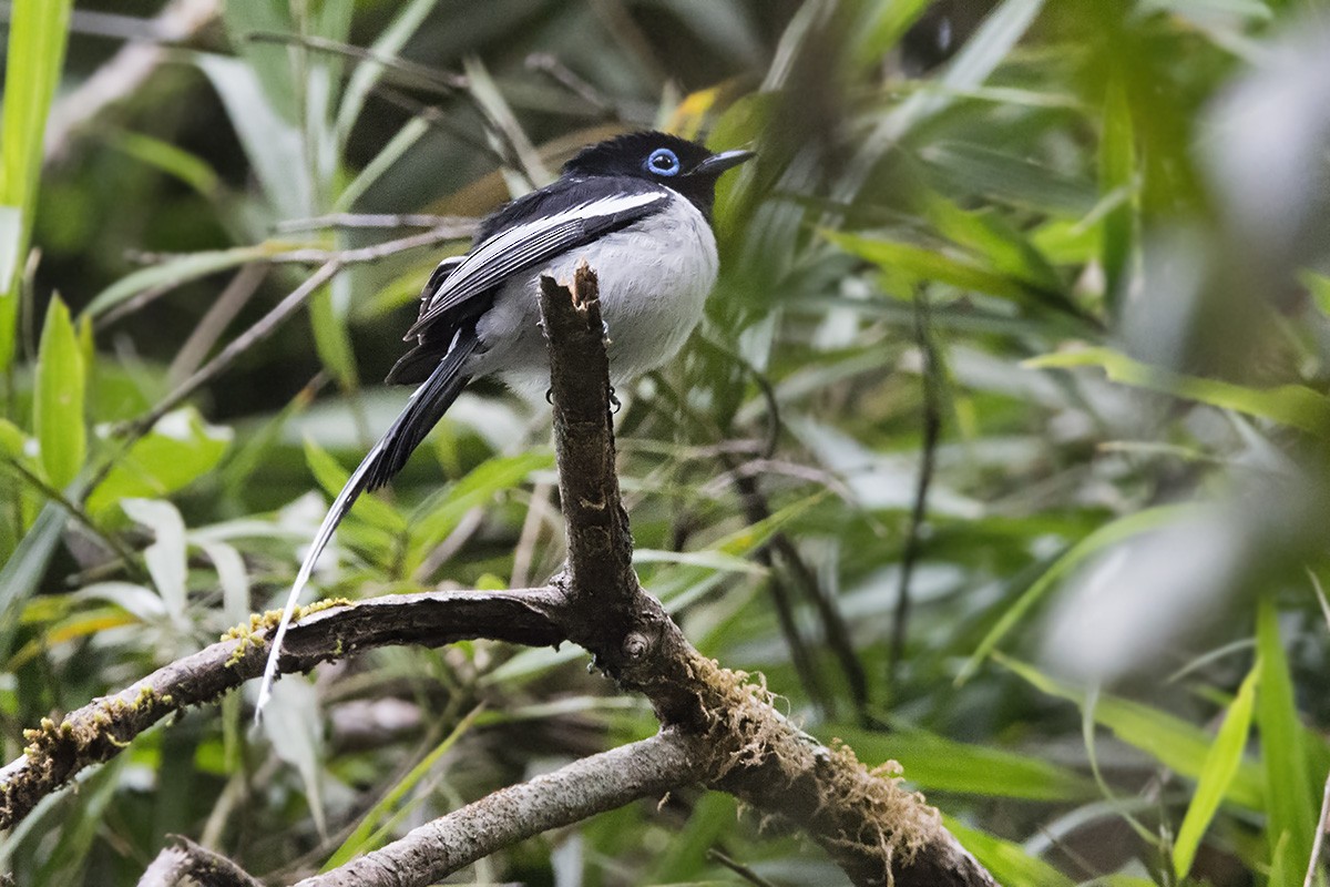 Malagasy Paradise-Flycatcher (Malagasy) - Miguel Rouco