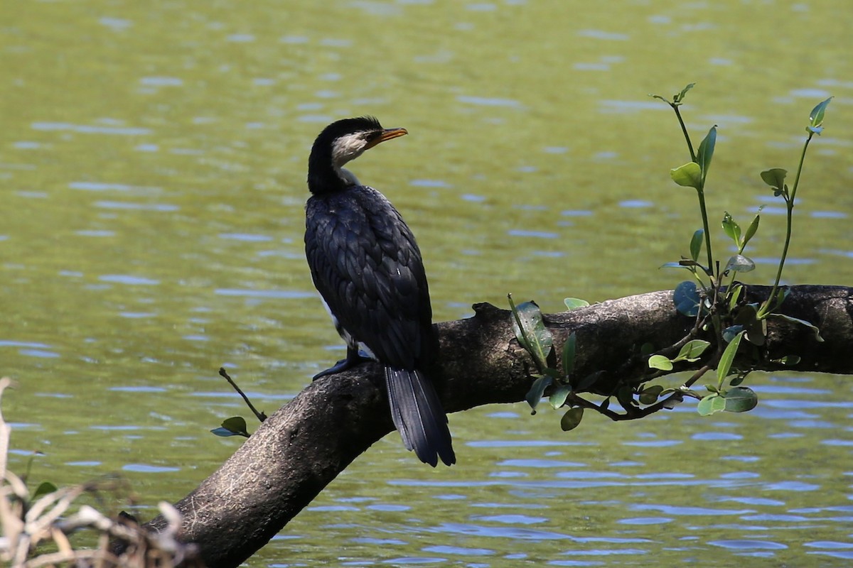 Little Pied Cormorant - ML531283581