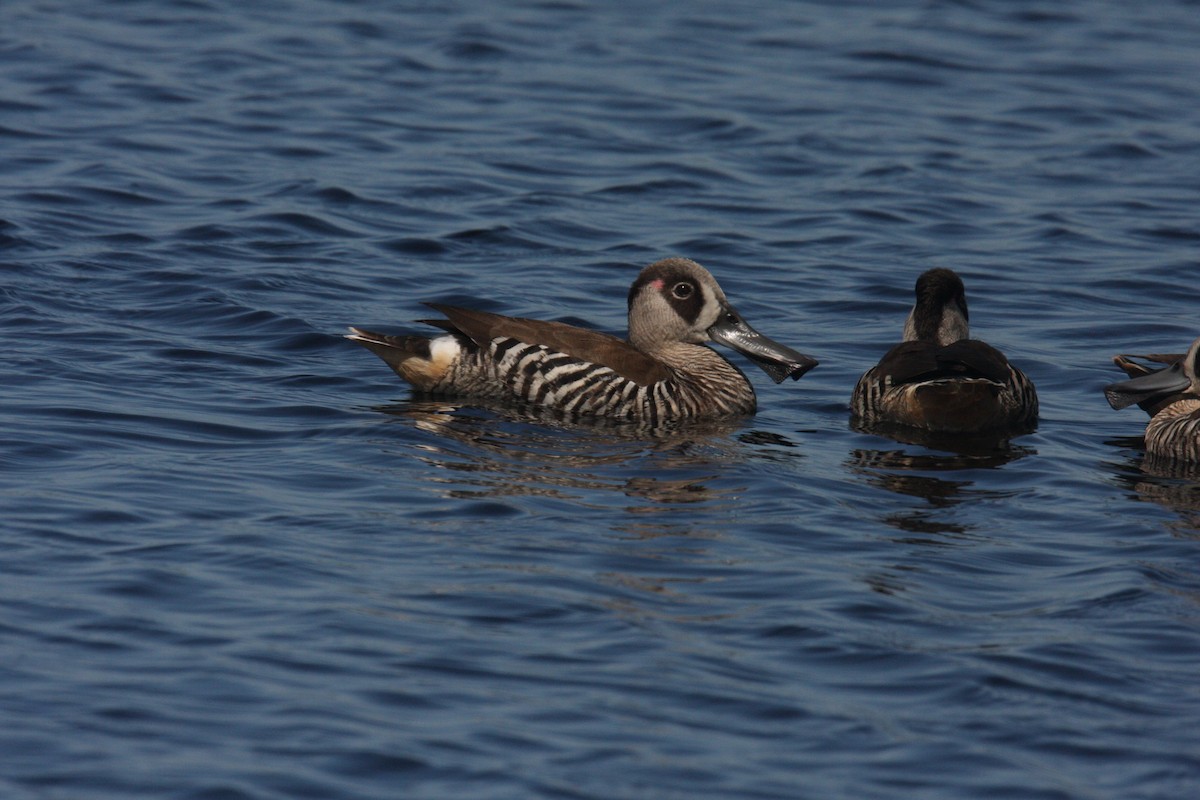 Pink-eared Duck - ML53128491