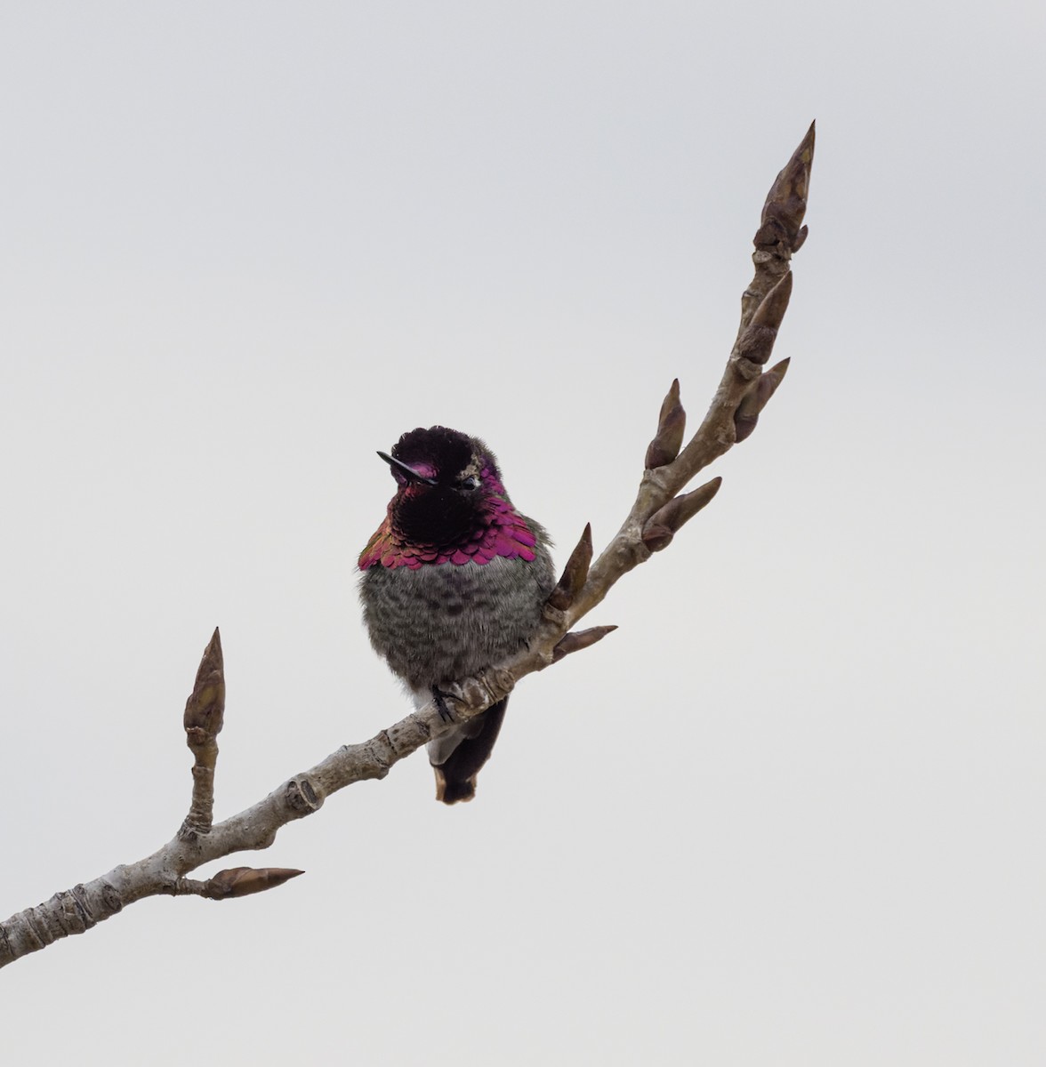 Anna's Hummingbird - ML531285191