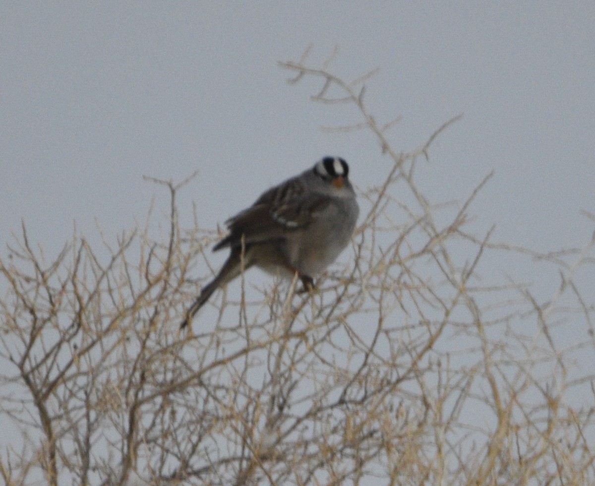 White-crowned Sparrow - ML531285851
