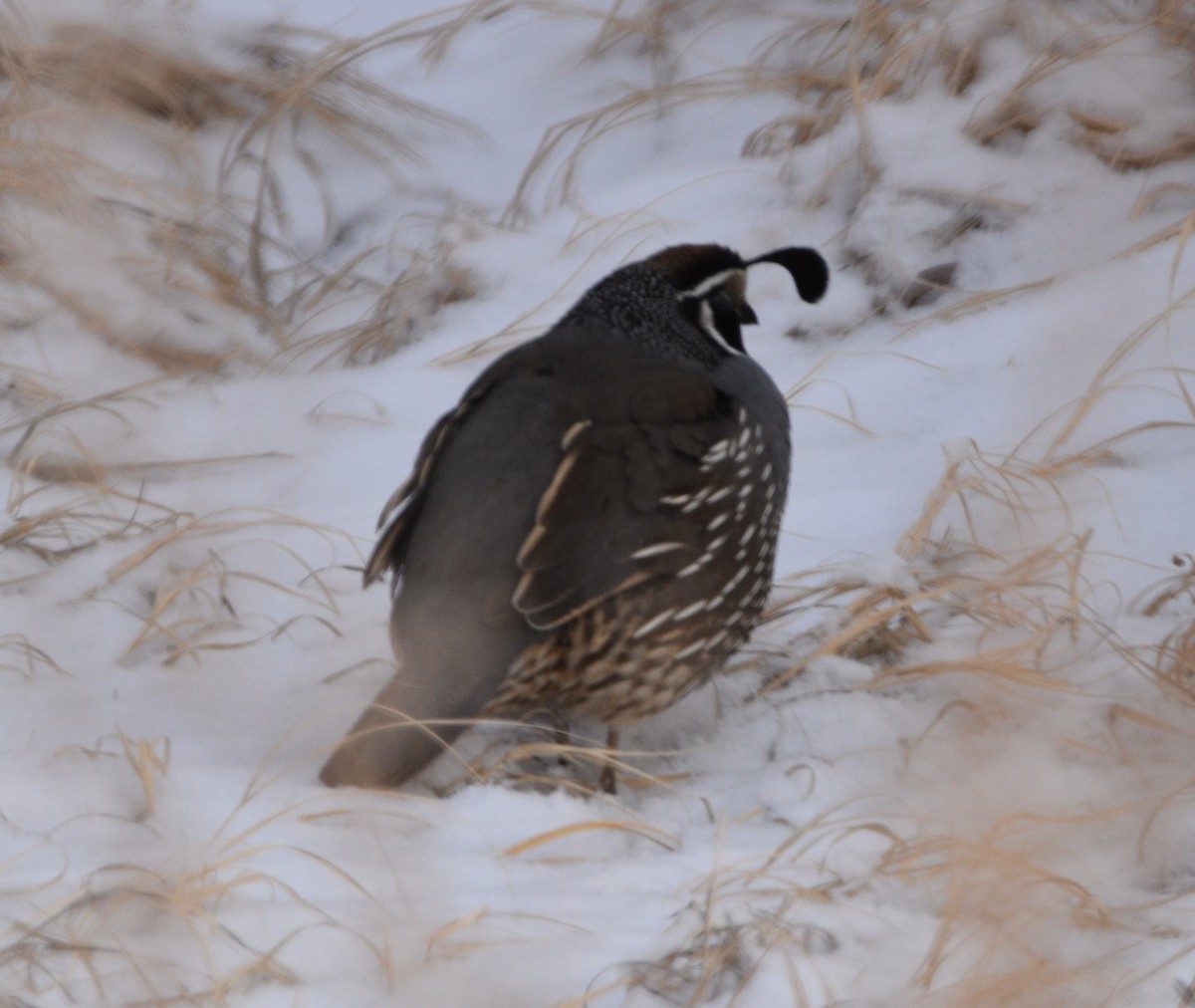 California Quail - ML531285911