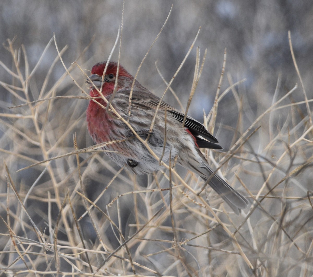 House Finch - ML531285971