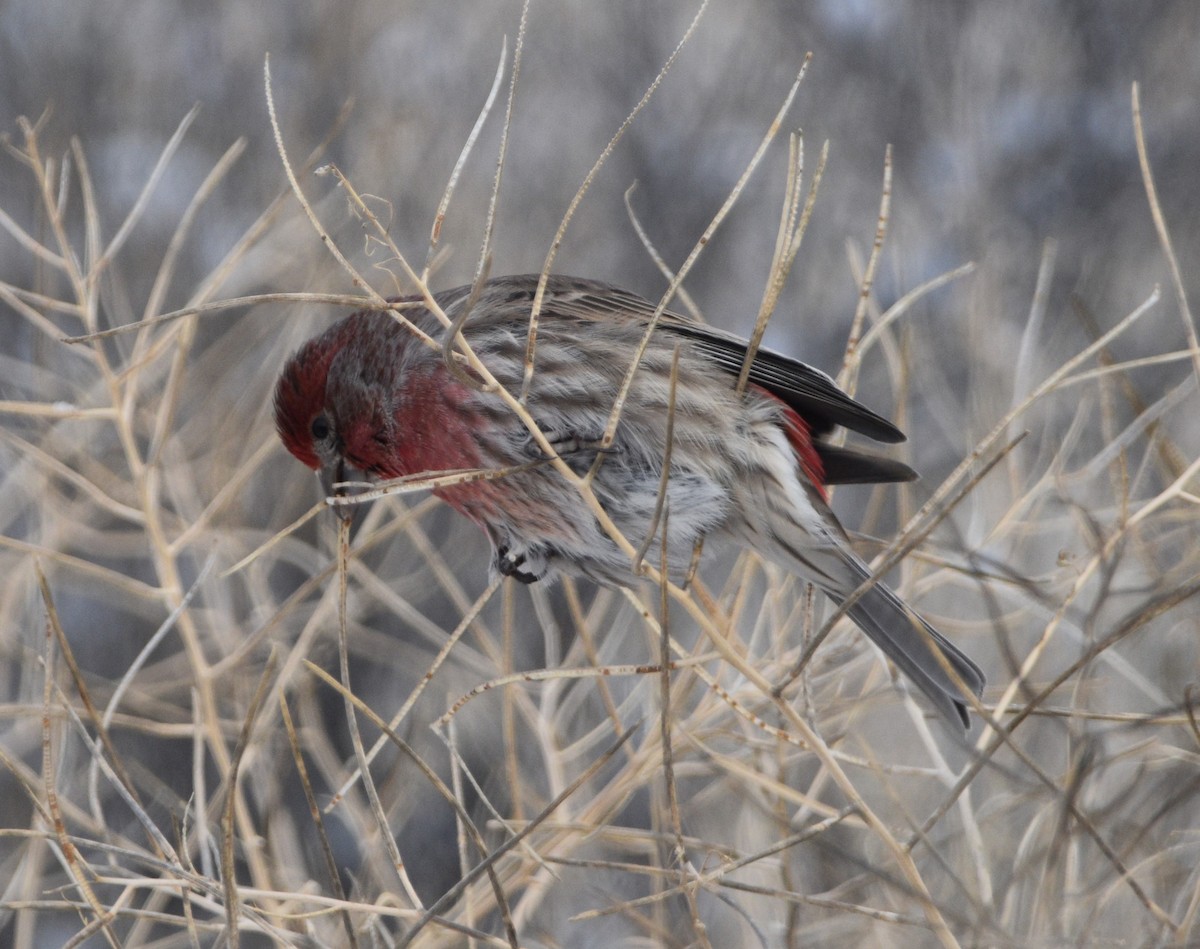 House Finch - ML531285991