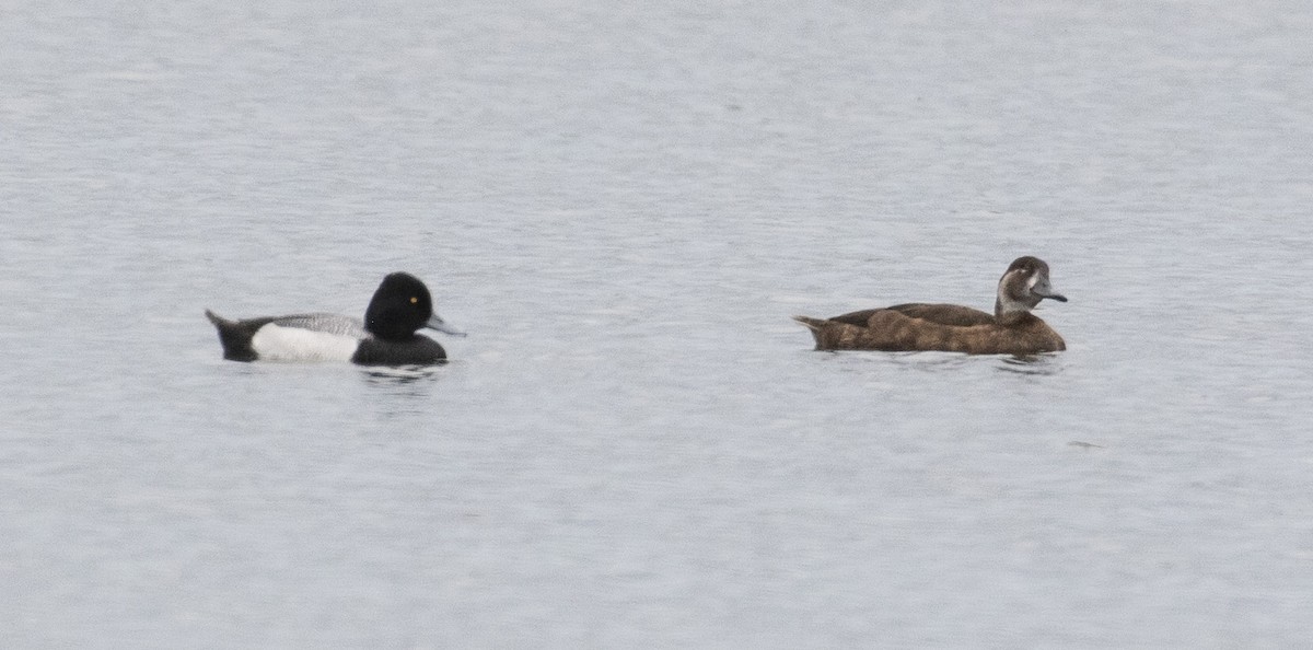 Lesser Scaup - ML531286091