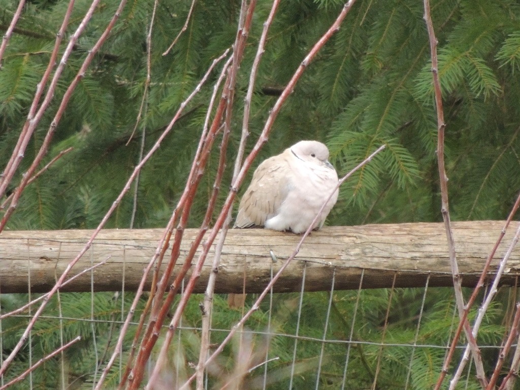 Eurasian Collared-Dove - ML531289261