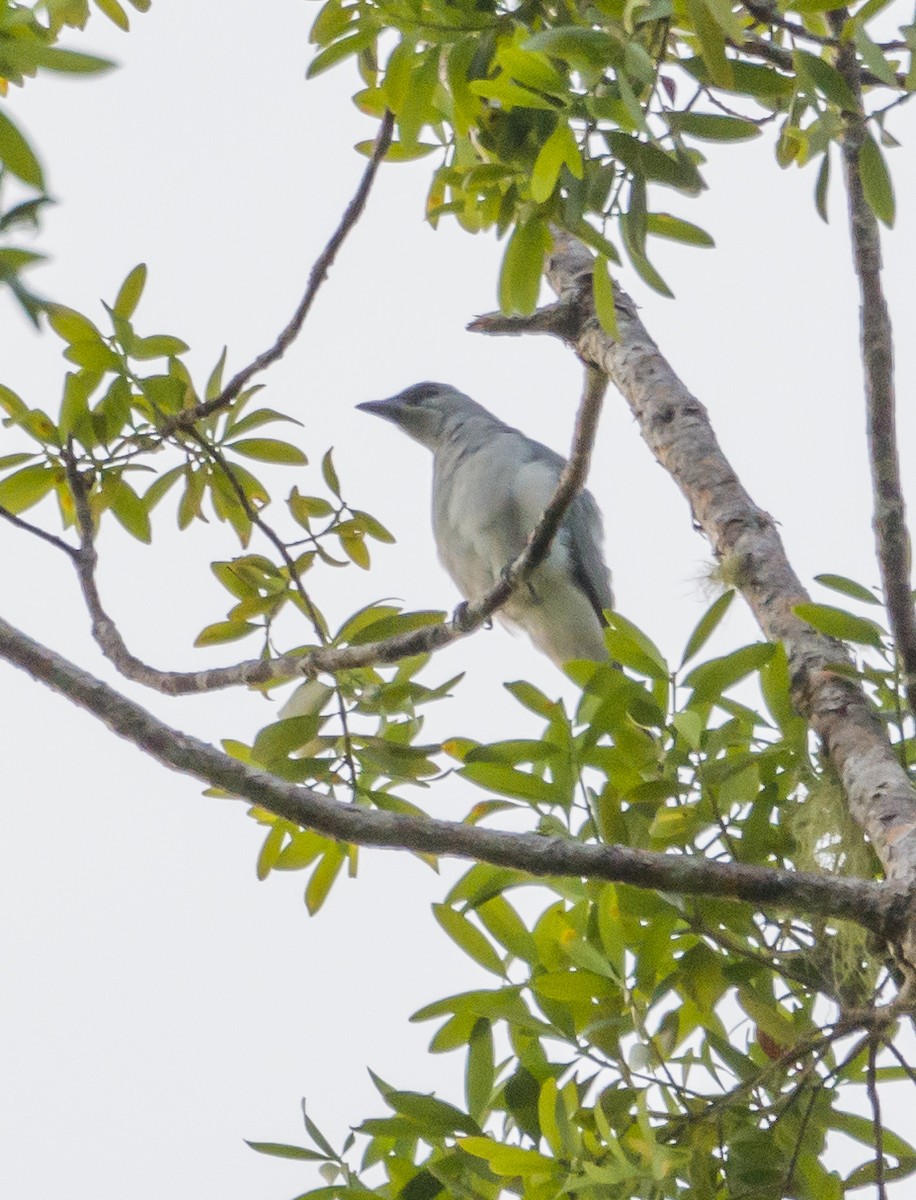 Buru Cuckooshrike - ML531289831