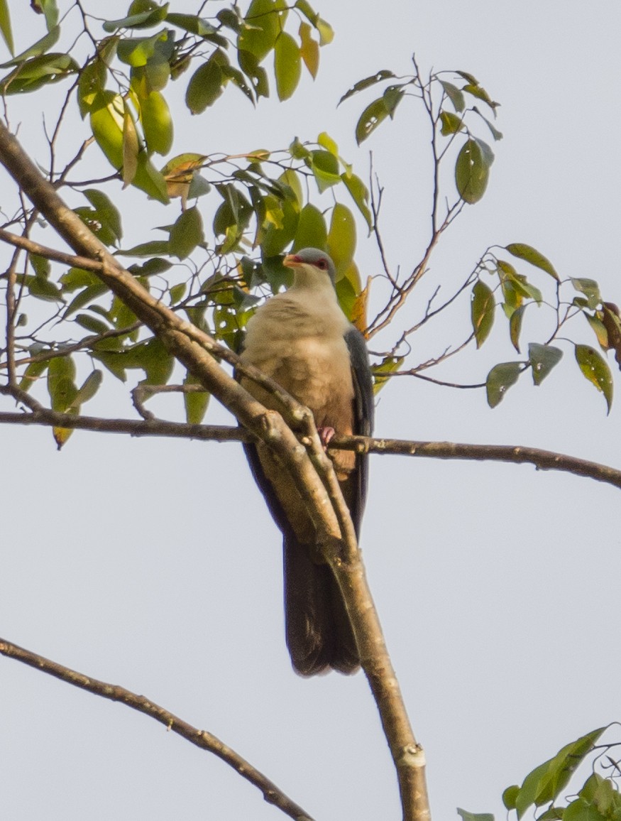 Buru Mountain-Pigeon - ML531290011