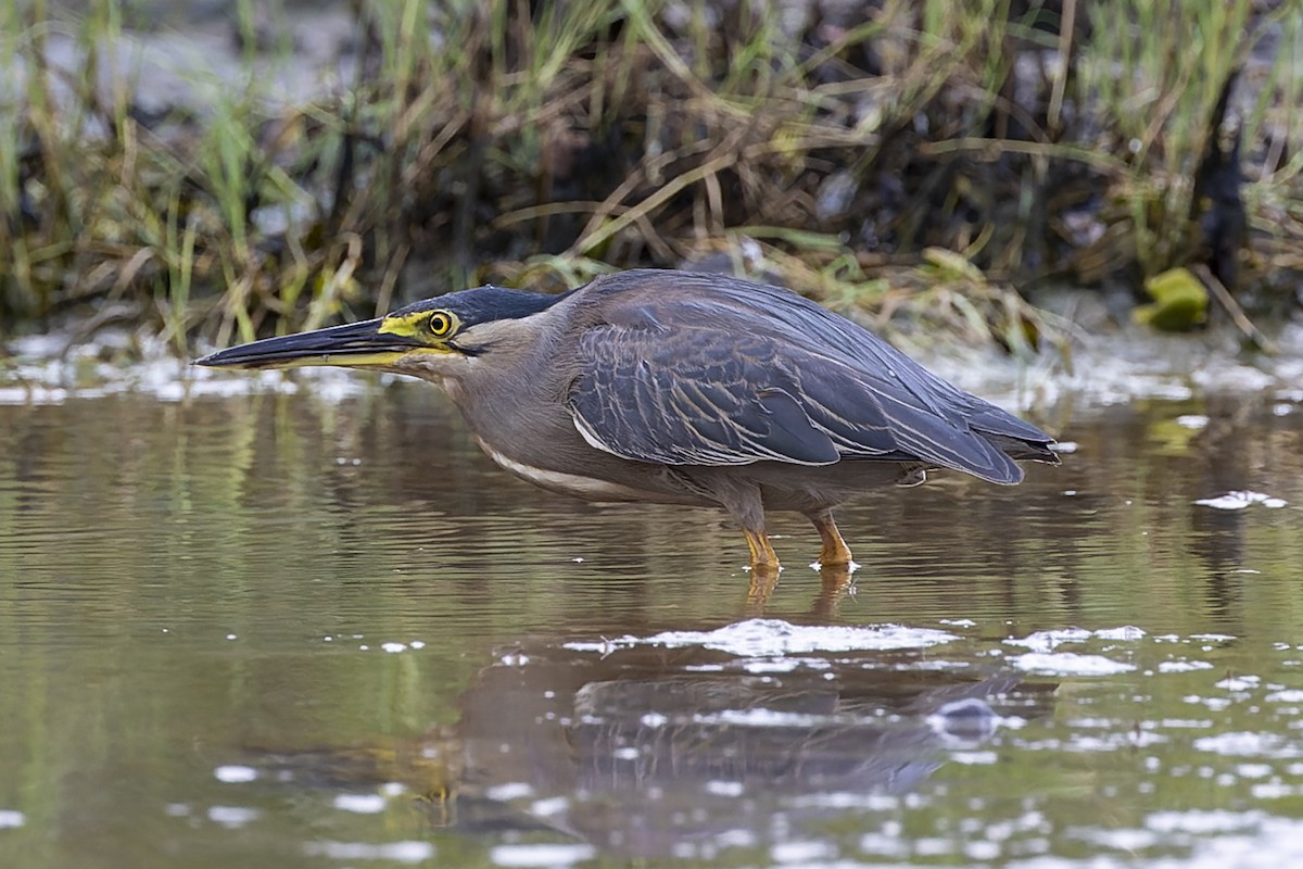 Striated Heron - Dana Cameron