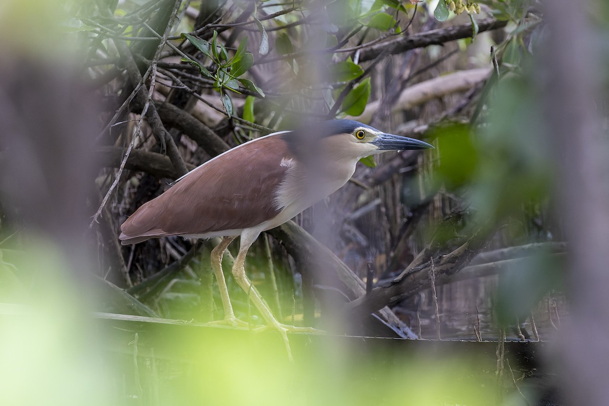 Nankeen Night Heron - ML531291431