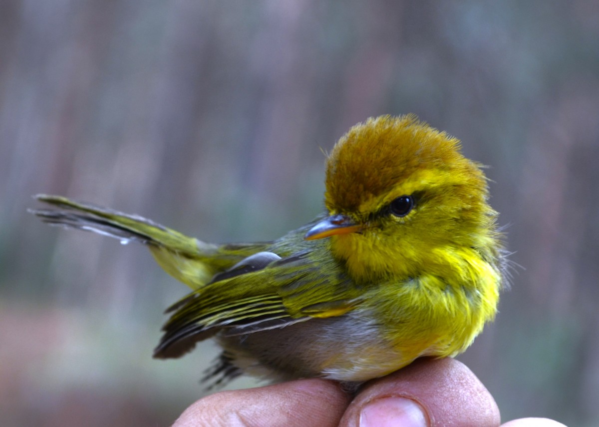 Yellow-throated Woodland-Warbler - Jake Mulvaney