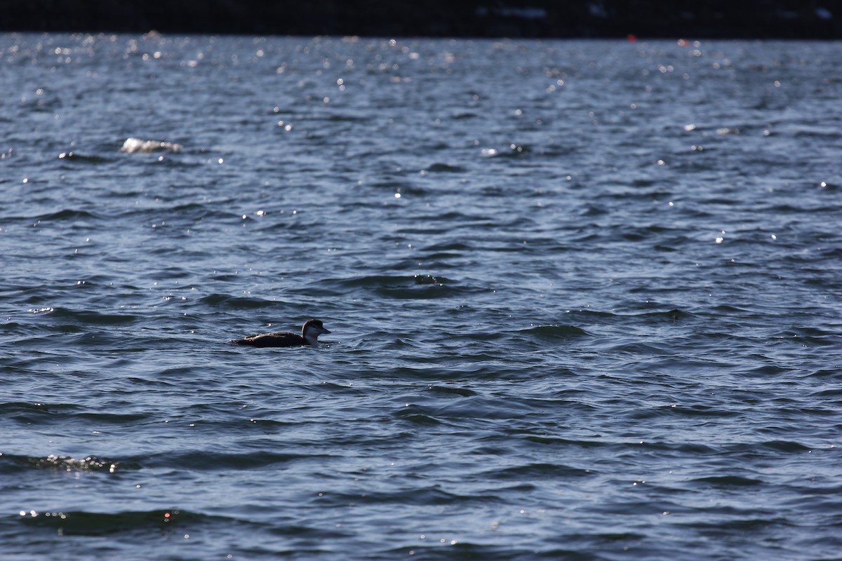 Common Loon - ML531293581