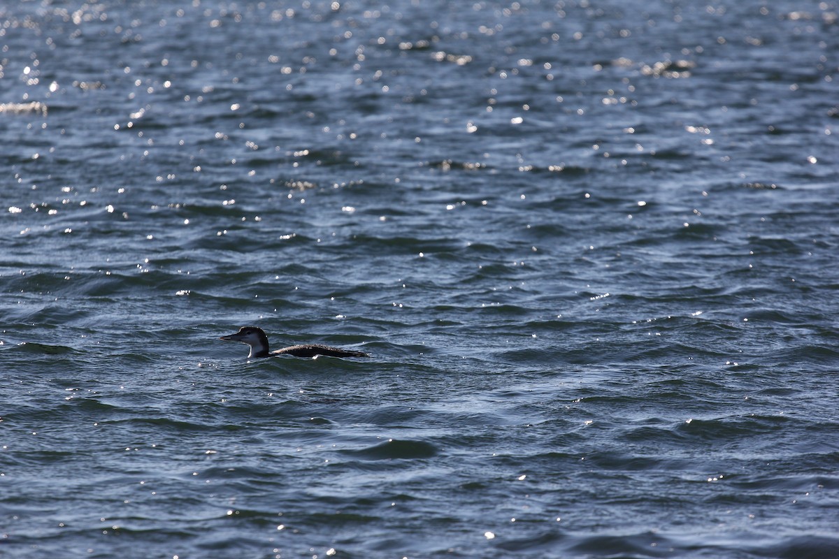 Common Loon - ML531293631