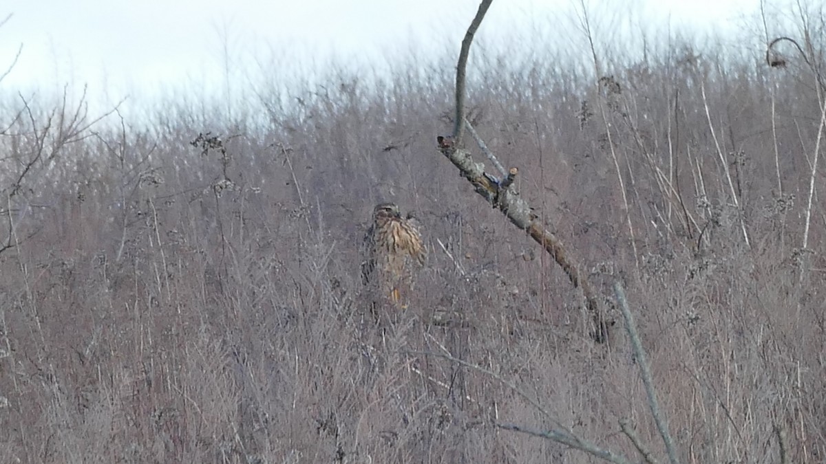 Northern Harrier - ML531296991