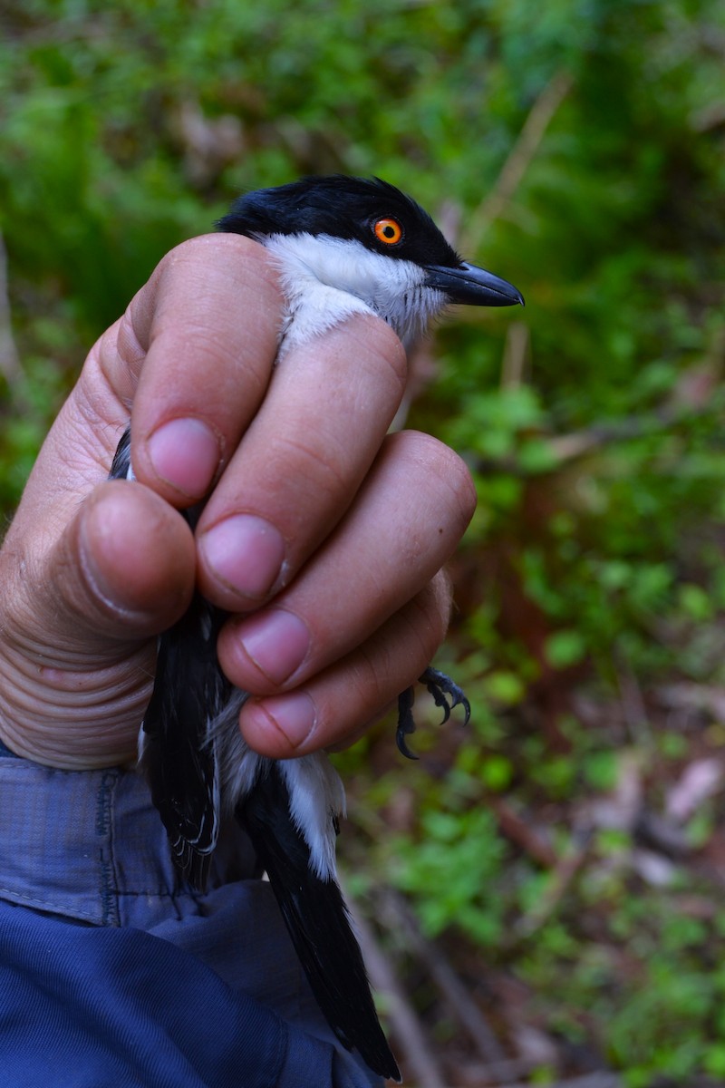 Black-backed Puffback - ML531297601